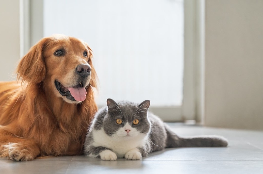 Perro y gatos juntos