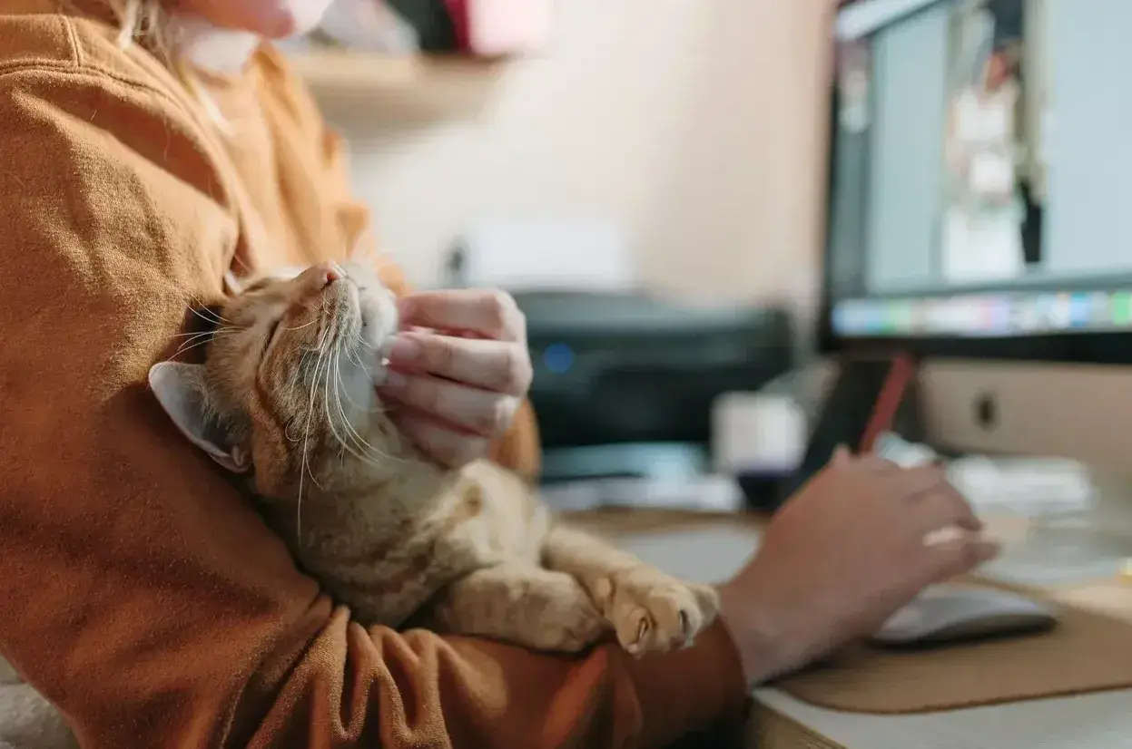 Cobertura seguro hogar para mascotas